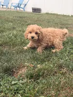 Max, a male Miniature Goldendoodle for sale in Michigan City, IN – 3 of 4