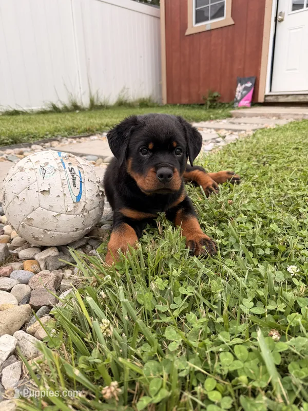 Buddy – Rottweiler puppy for sale in Michigan City, IN