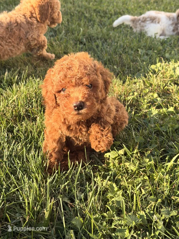 Felix – Miniature Goldendoodle puppy for sale in Michigan City, IN