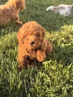Felix, a male Miniature Goldendoodle for sale in Michigan City, IN – 1 of 5