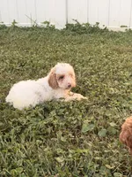Jenna, a female Miniature Goldendoodle for sale in Michigan City, IN – 3 of 7