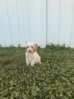 Jenna, a female Miniature Goldendoodle for sale in Michigan City, IN – 2 of 7