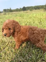 Alvin, a male Miniature Goldendoodle for sale in Michigan City, IN – 3 of 6