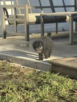 Evan, a male Poodle - Miniature  for sale in Michigan City, IN – Photo 2 of 4