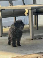 Evan, a male Poodle - Miniature  for sale in Michigan City, IN – Photo 3 of 4
