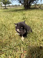 Misty, a female Pomsky for sale in Michigan City, IN – 3 of 4
