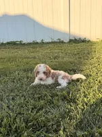 Finn, a male Miniature Goldendoodle for sale in Michigan City, IN – 7 of 7