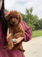 Molly, a female Miniature Goldendoodle for sale in Michigan City, IN – 4 of 4