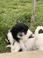 Mulan, a female Cockapoo for sale in Michigan City, IN – Photo 3 of 3