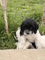 Mulan, a female Cockapoo for sale in Michigan City, IN – Photo 2 of 3