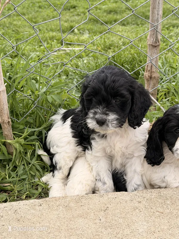 Mulan – Cockapoo puppy for sale in Michigan City, IN