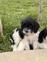 Mulan, a female Cockapoo for sale in Michigan City, IN – Photo 1 of 3