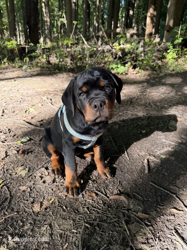Brusier – Rottweiler puppy for sale in Michigan City, IN