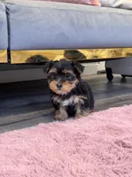 Jessie, a male Yorkshire Terrier for sale in Michigan City, IN – Photo 3 of 4