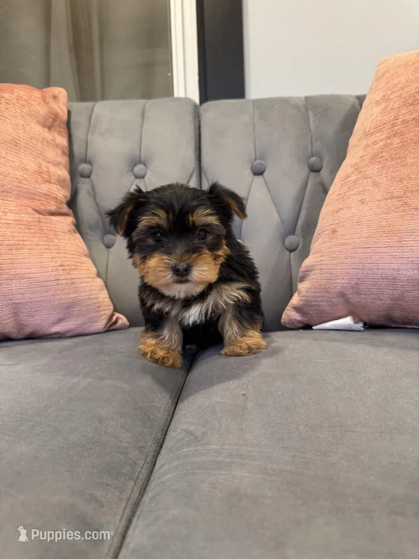 Jessie – Yorkshire Terrier puppy for sale in Michigan City, IN