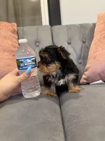 Jessie, a male Yorkshire Terrier for sale in Michigan City, IN – Photo 2 of 4