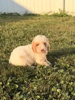 Jenna, a female Miniature Goldendoodle for sale in Michigan City, IN – 1 of 7