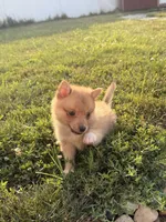Papi, a male Pomchi for sale in Michigan City, IN – 4 of 4