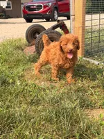 Opal, a female Miniature Goldendoodle for sale in Michigan City, IN – 3 of 6
