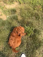 Mable, a female Miniature Goldendoodle for sale in Michigan City, IN – 5 of 5