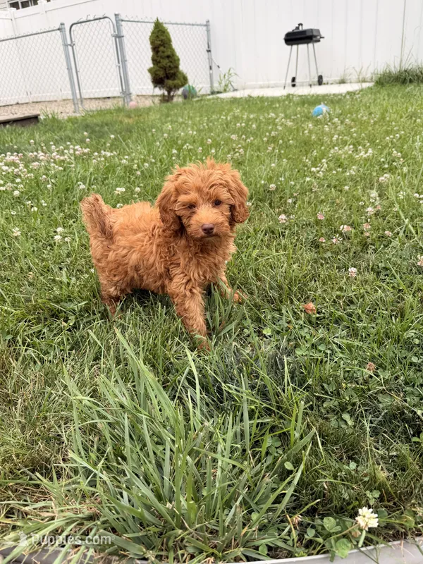 Opal – Miniature Goldendoodle puppy for sale in Michigan City, IN