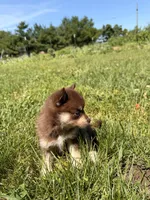 Sheba, a female Pomsky for sale in Michigan City, IN – 2 of 4