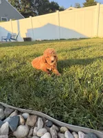 Jade, a female Miniature Goldendoodle for sale in Michigan City, IN – 4 of 5