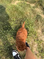 Mable, a female Miniature Goldendoodle for sale in Michigan City, IN – 3 of 5
