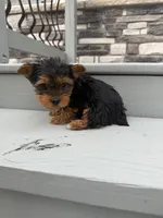 Bear , a male Yorkshire Terrier for sale in Michigan City, IN – 2 of 4