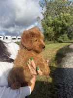 Mia, a female Miniature Goldendoodle for sale in Michigan City, IN – 5 of 5