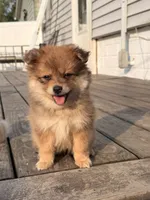 Bambi, a female Pomeranian for sale in Michigan City, IN – 3 of 5