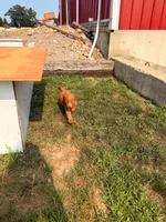 Opal, a female Miniature Goldendoodle for sale in Michigan City, IN – 5 of 6