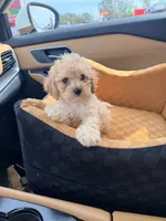 Roscoe , a male Miniature Goldendoodle for sale in Michigan City, IN – 3 of 3