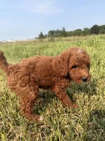 Alvin, a male Miniature Goldendoodle for sale in Michigan City, IN – 6 of 6