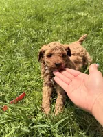 Roger, a male Miniature Goldendoodle for sale in Michigan City, IN – 3 of 5