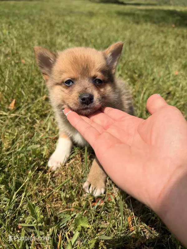Oso – Pomsky puppy for sale in Michigan City, IN