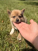 Oso, a male Pomsky for sale in Michigan City, IN – 1 of 5