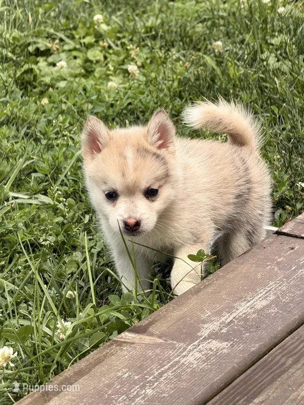 Matty – Pomsky puppy for sale in Michigan City, IN