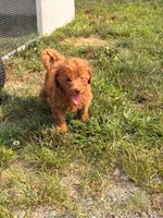Opal, a female Miniature Goldendoodle for sale in Michigan City, IN – 6 of 6