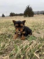 Bear, a male Yorkshire Terrier for sale in Michigan City, IN – Photo 1 of 4
