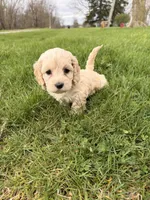 Dee dee, a female Miniature Goldendoodle for sale in Michigan City, IN – Photo 2 of 4