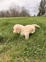 Dee dee, a female Miniature Goldendoodle for sale in Michigan City, IN – Photo 4 of 4