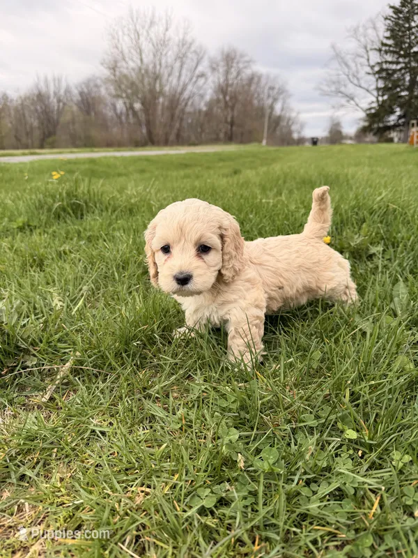 Dee dee – Miniature Goldendoodle puppy for sale in Michigan City, IN