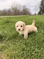 Dee dee, a female Miniature Goldendoodle for sale in Michigan City, IN – Photo 1 of 4