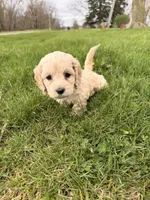 Dee dee, a female Miniature Goldendoodle for sale in Michigan City, IN – Photo 3 of 4