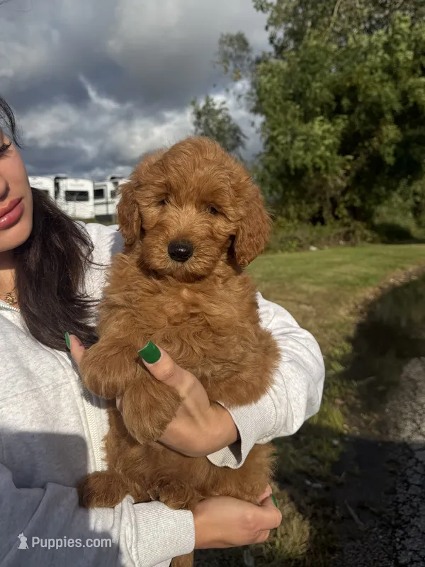 Mia – Miniature Goldendoodle puppy for sale in Michigan City, IN