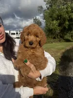 Mia, a female Miniature Goldendoodle for sale in Michigan City, IN – 1 of 5