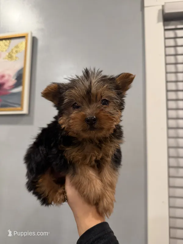 Frito – Yorkshire Terrier puppy for sale in Michigan City, IN