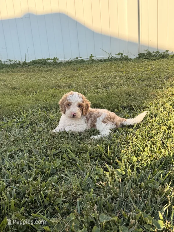 Finn – Miniature Goldendoodle puppy for sale in Michigan City, IN