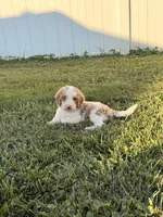 Finn, a male Miniature Goldendoodle for sale in Michigan City, IN – 1 of 7